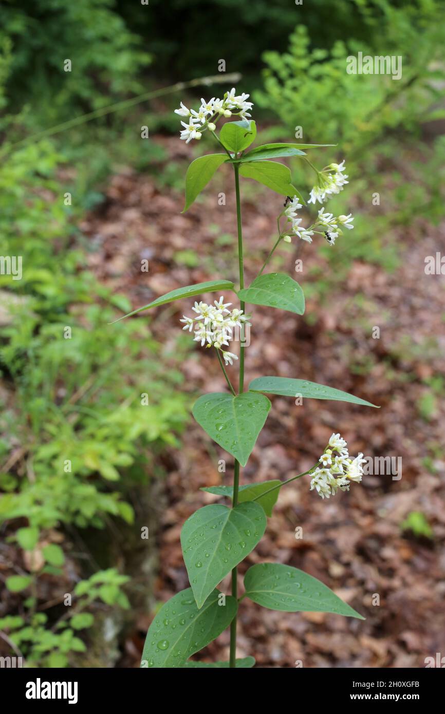 Vincetoxicum hirundinaria, Apocynaceae. Wild plant shot in summer. Stock Photo