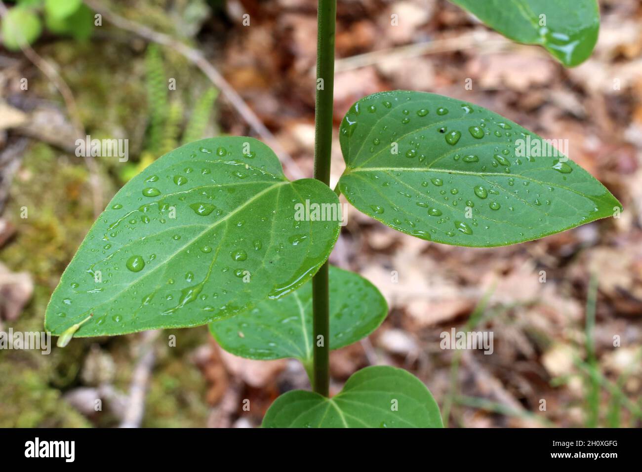 Vincetoxicum hirundinaria, Apocynaceae. Wild plant shot in summer. Stock Photo