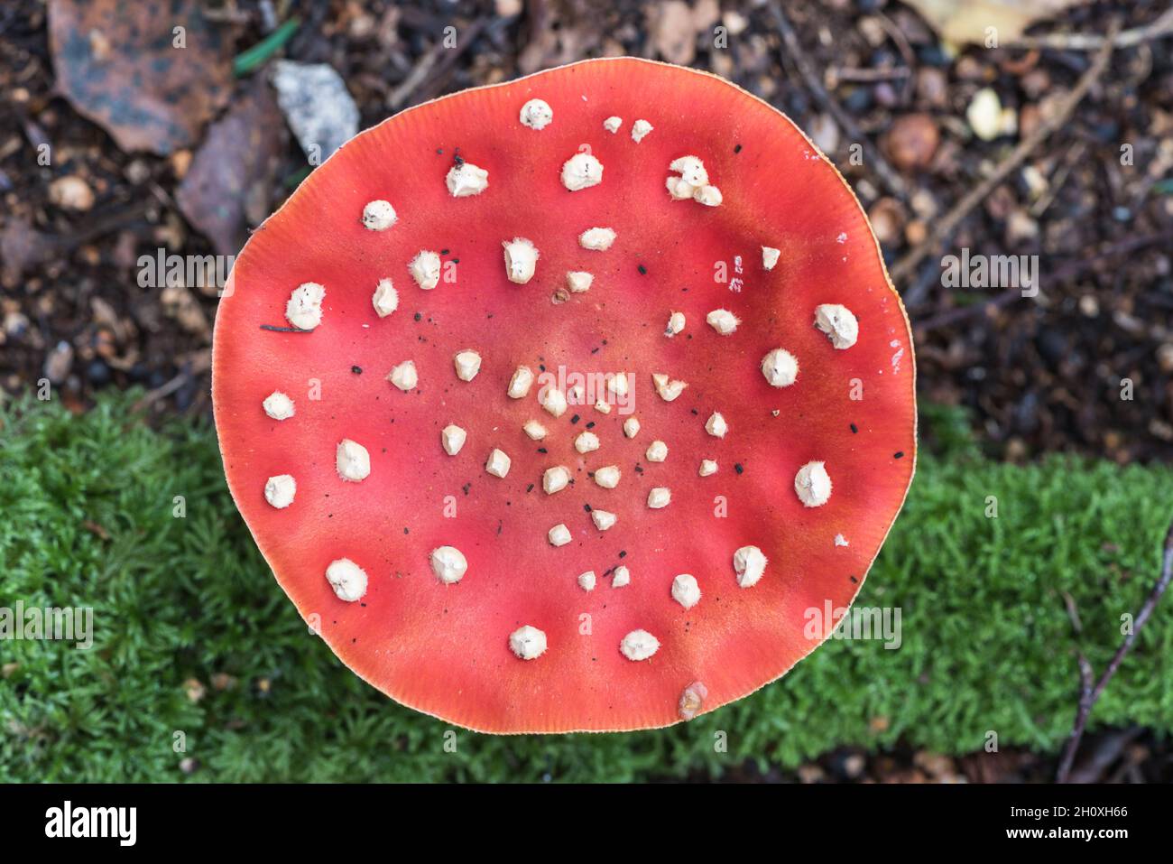 Fungi - Fly Agaric (Amanita muscaria) Stock Photo