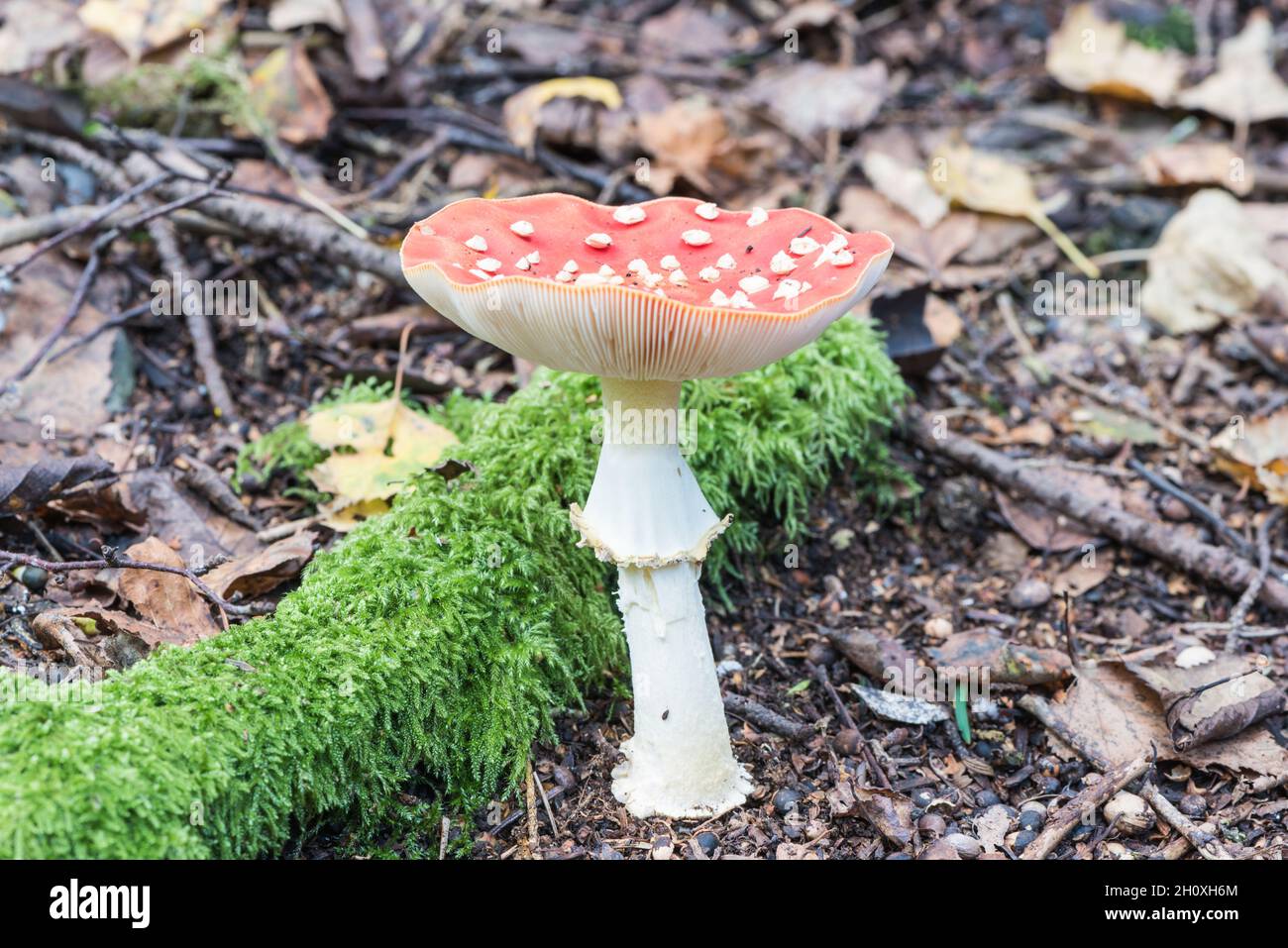 Fungi - Fly Agaric (Amanita muscaria) Stock Photo