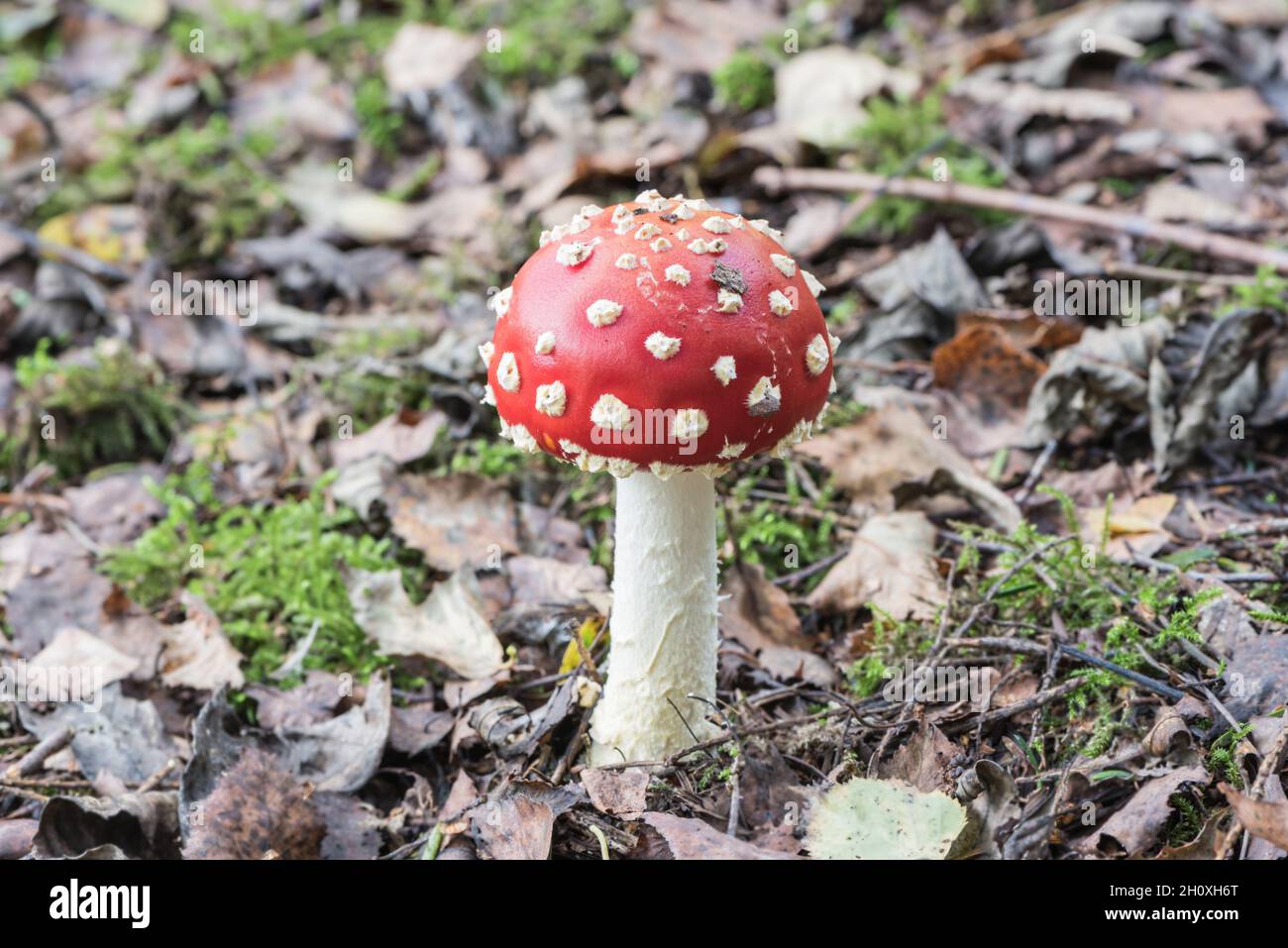 Fungi - Fly Agaric (Amanita muscaria) Stock Photo