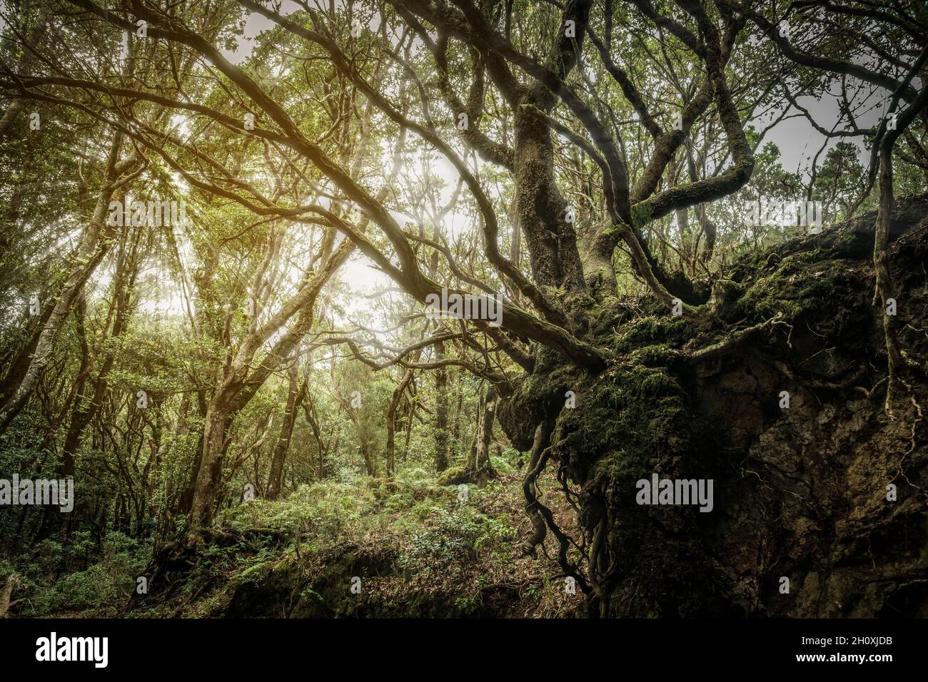 Mystic forest landscape, overgrown trees and roots, Tenerife Stock Photo