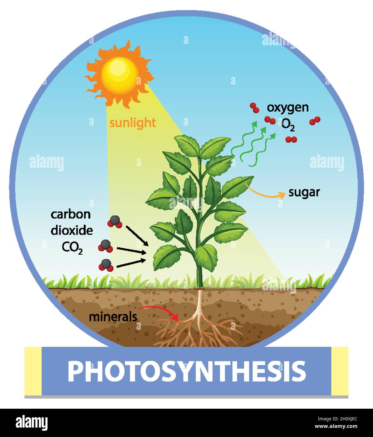 Diagram showing process of photosynthesis in plant illustration Stock ...