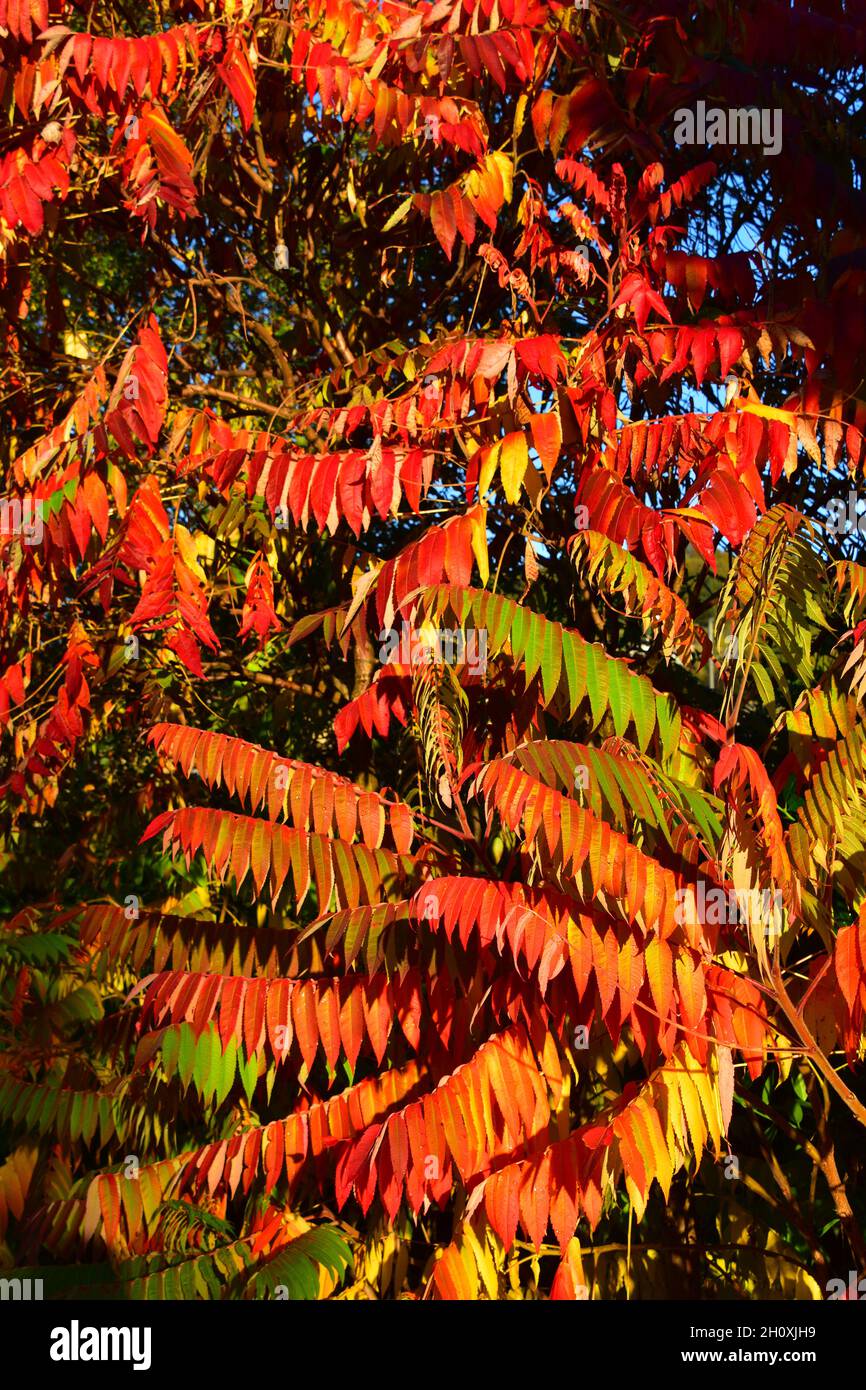 Sumac Tree High Resolution Stock Photography and Images Alamy