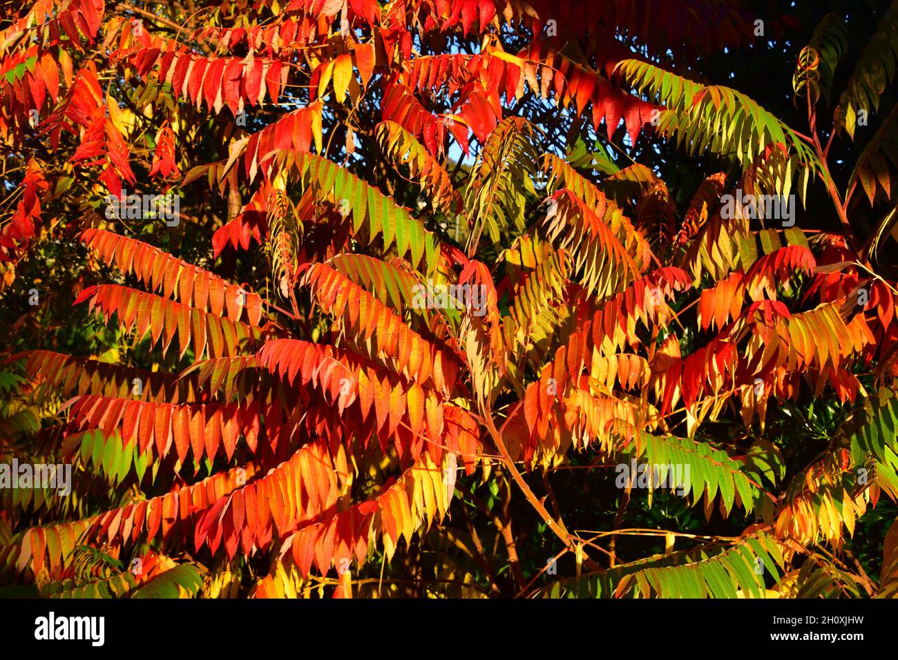 Sumac Tree High Resolution Stock Photography and Images Alamy