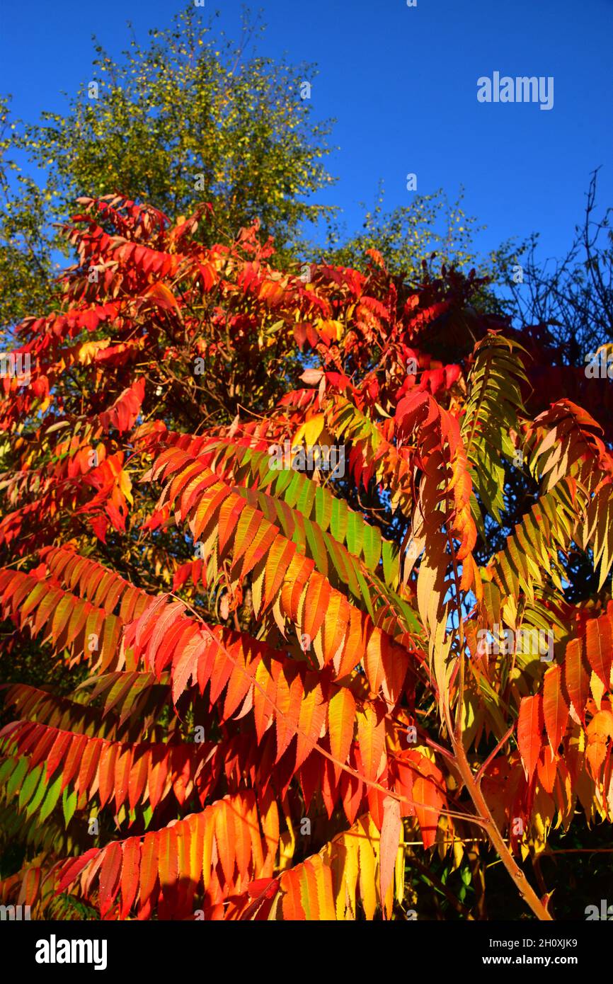 Sumac tree hires stock photography and images Alamy