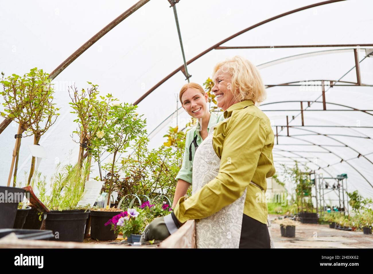Gardener and gardener trainee in the greenhouse taking care of flowers and plants Stock Photo