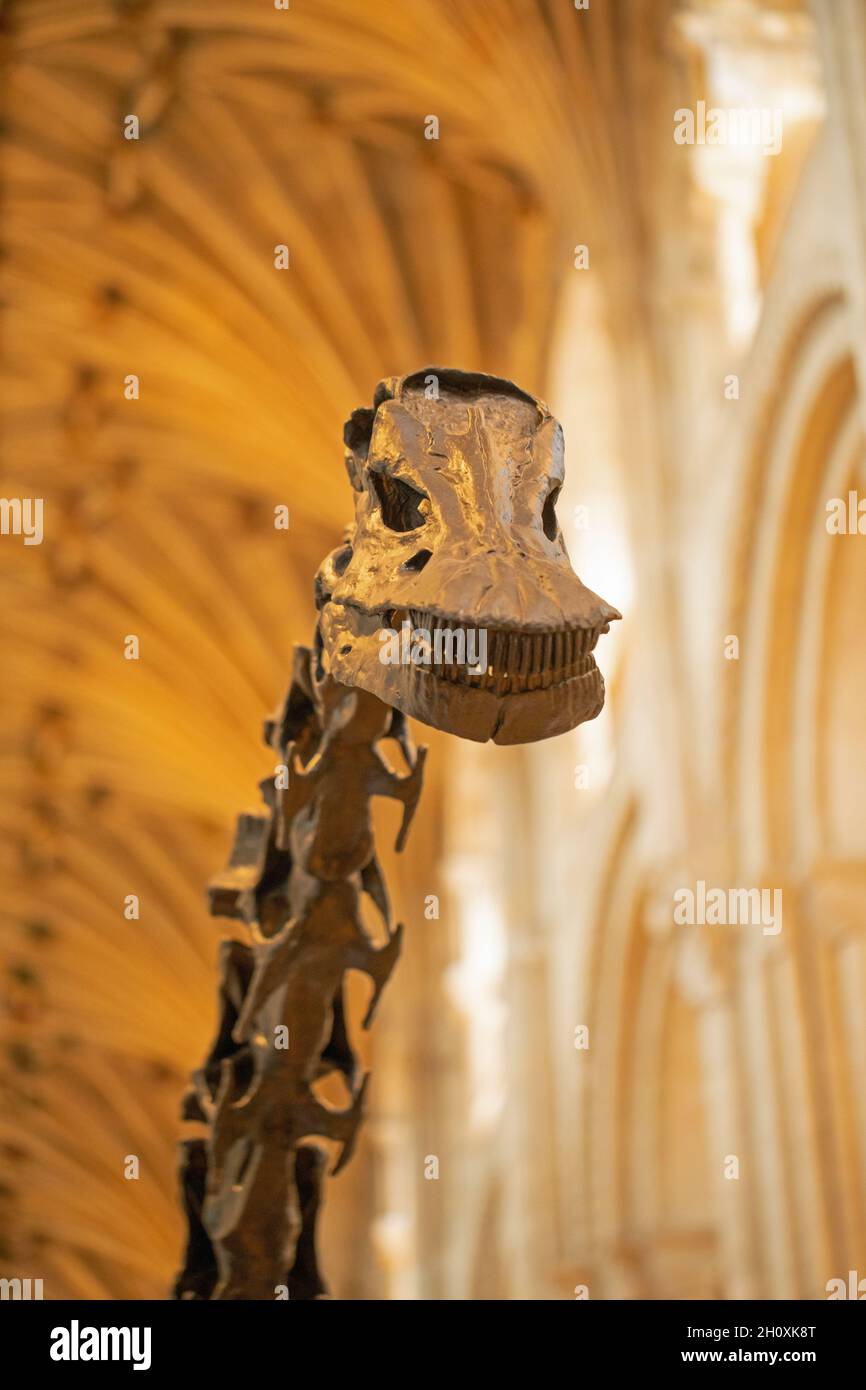 Head and upper neck or cervical vertebrae. “Dippy”. Diplodocus carnegie, sauropod, dinosaur, revealing comb -like teeth, dentition, enabling the anima Stock Photo