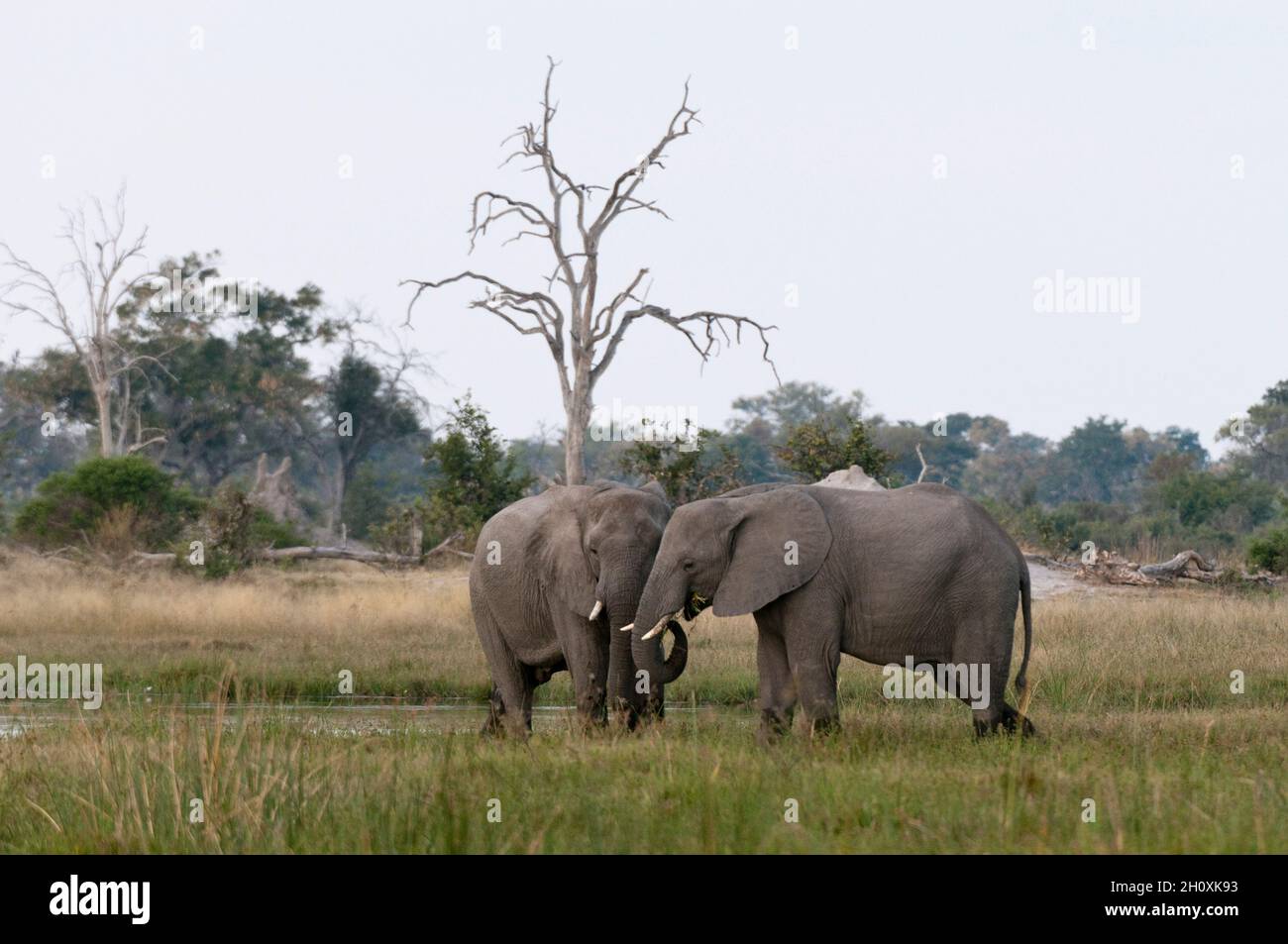 Two African elephants, Loxodonta africana. Stock Photo