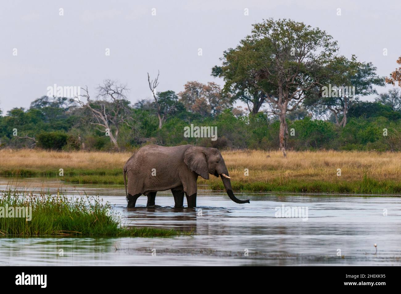 An African elephant, Loxodonta africana, drinking in the Savute Channel. Stock Photo