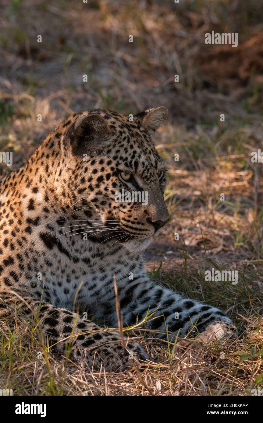 Portrait of a leopard, Panthera pardus. Stock Photo