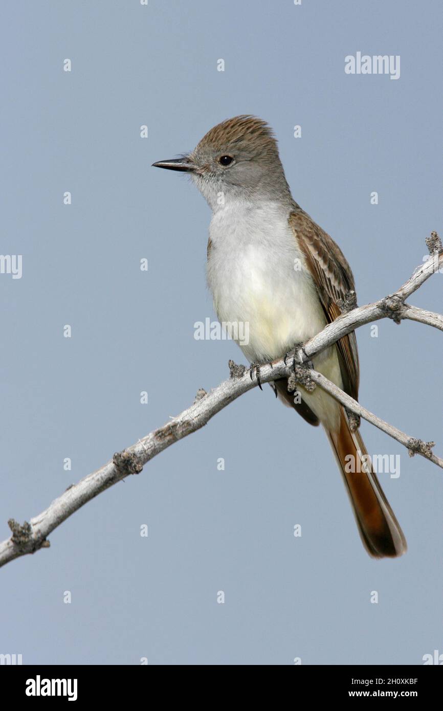 Ash-throated Flycatcher - Myiarchus cinerascens - Adult Stock Photo