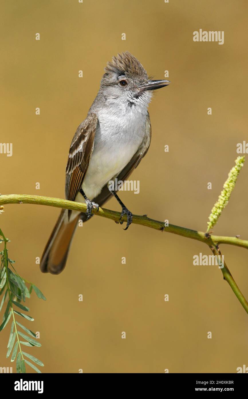 Ash-throated Flycatcher - Myiarchus cinerascens - Adult Stock Photo