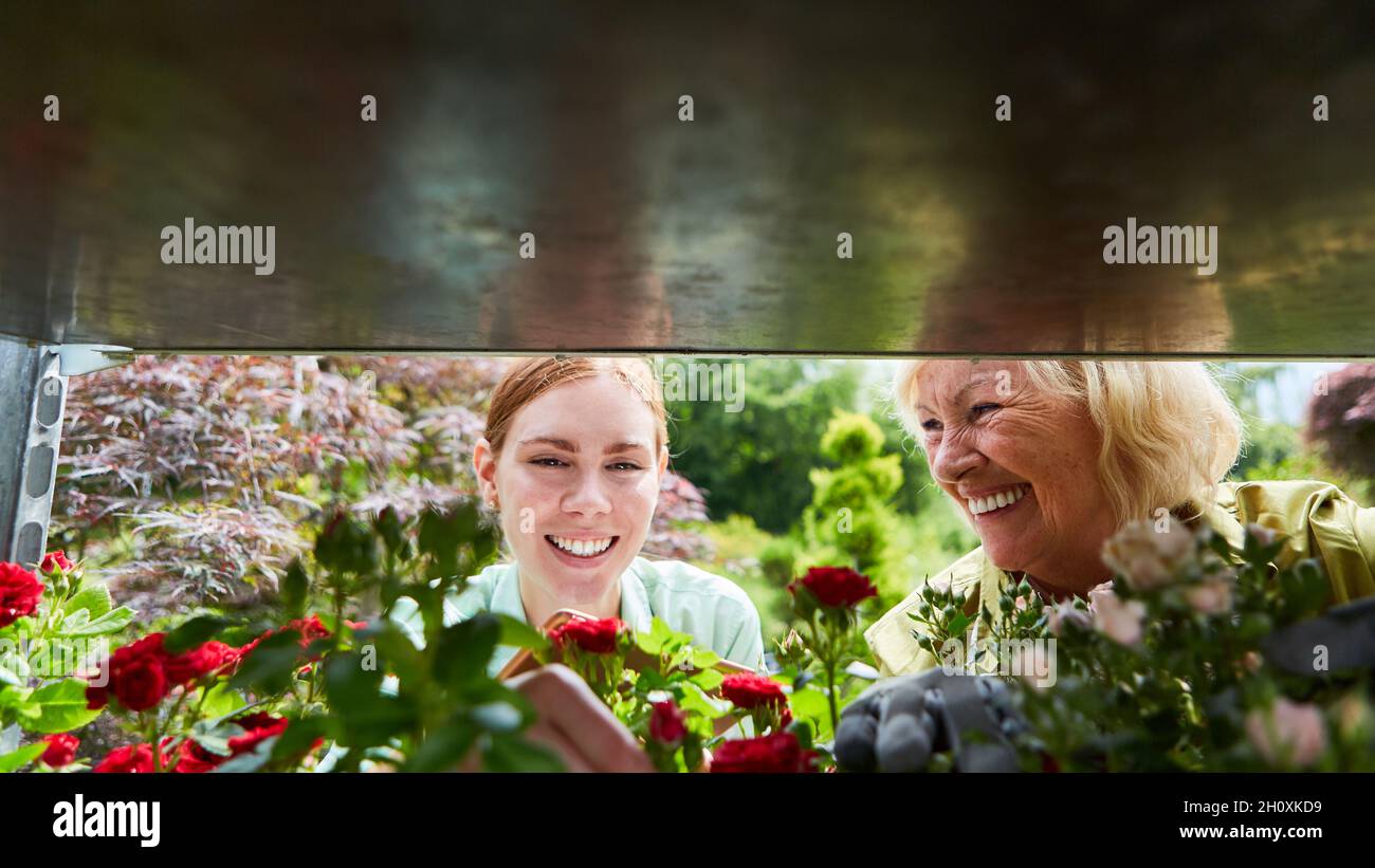 Older woman working in garden hi-res stock photography and images - Alamy