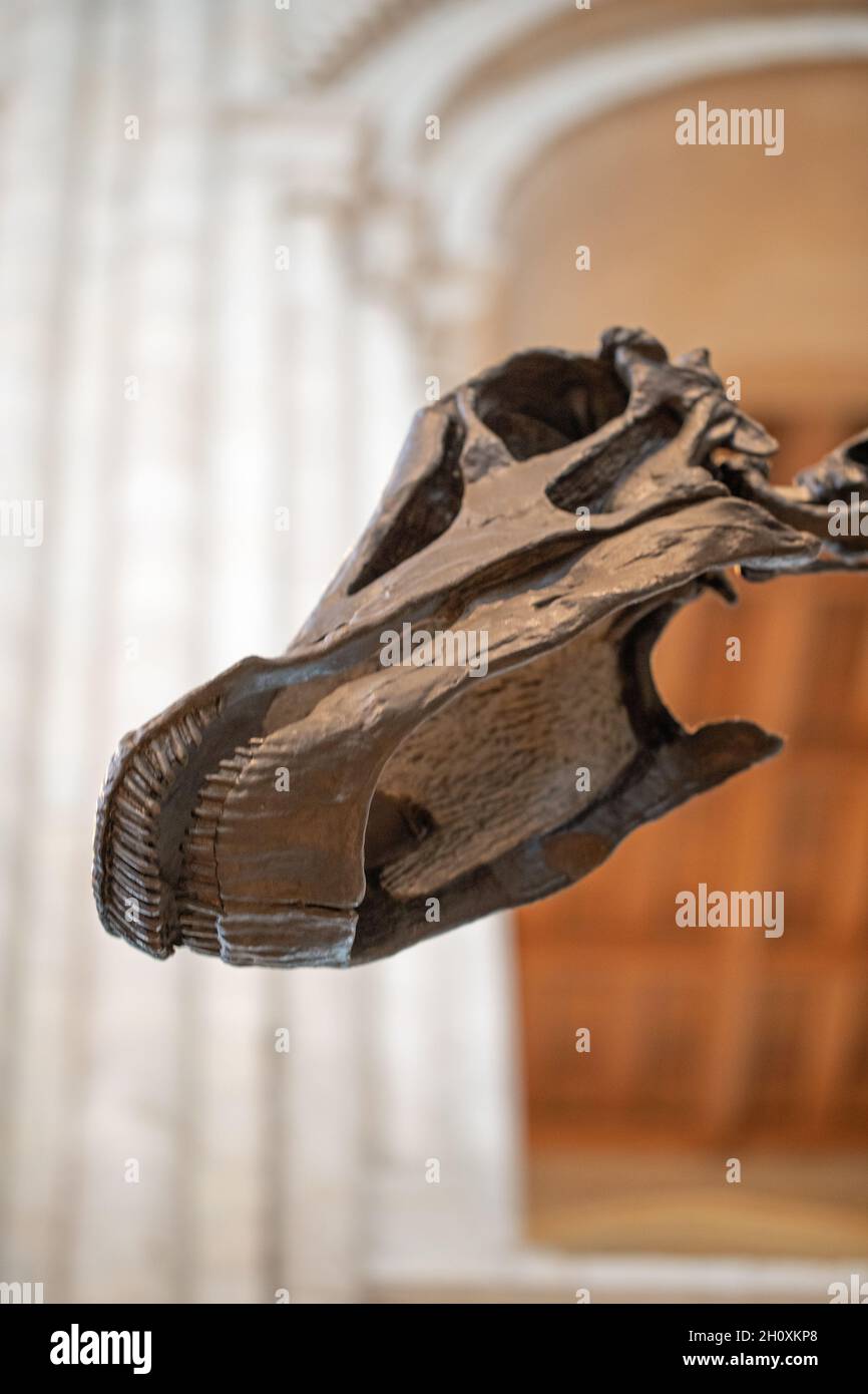 Skull of “Dippy”. Diplodocus carnegie, showing teeth, dention, along lower and upper jaw bones.Evolved to graze and feed on tree fern foliage. A sauro Stock Photo