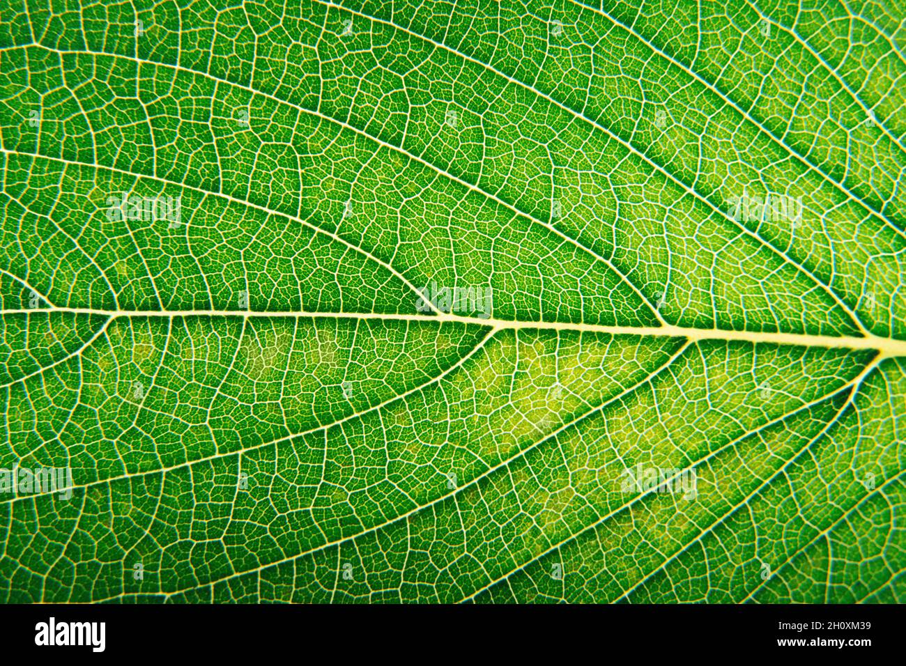 Green Leaf Deatailed Texture Super Close Up Macro Stock Photo Alamy