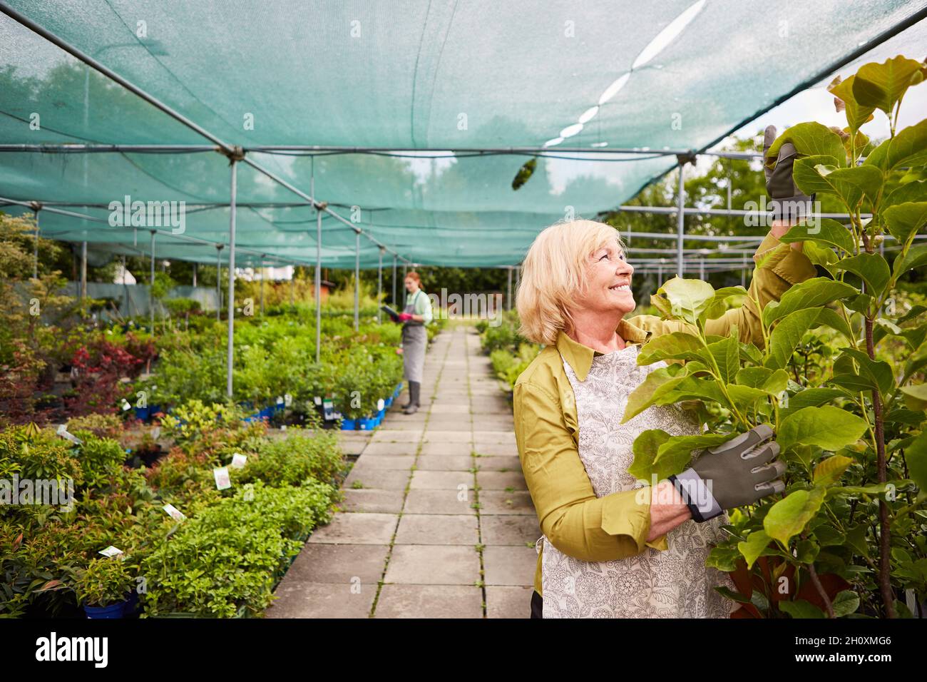 Elderly gardener checks plant growth in the greenhouse in the nursery ...