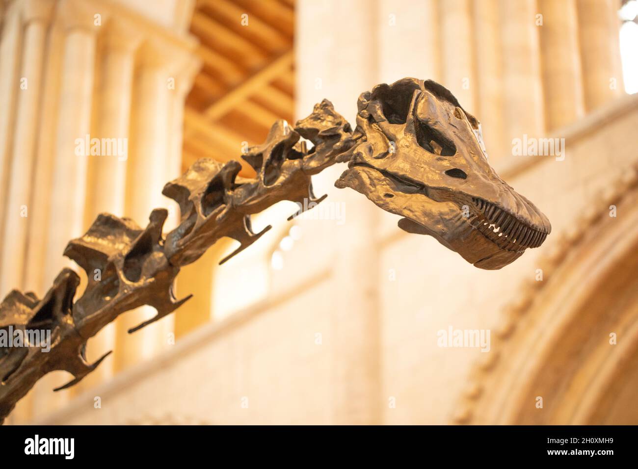 Head and upper neck or cervical vertebrae. “Dippy”. Diplodocus carnegie, sauropod, dinosaur, revealing comb -like teeth, dentition, enabling the anima Stock Photo