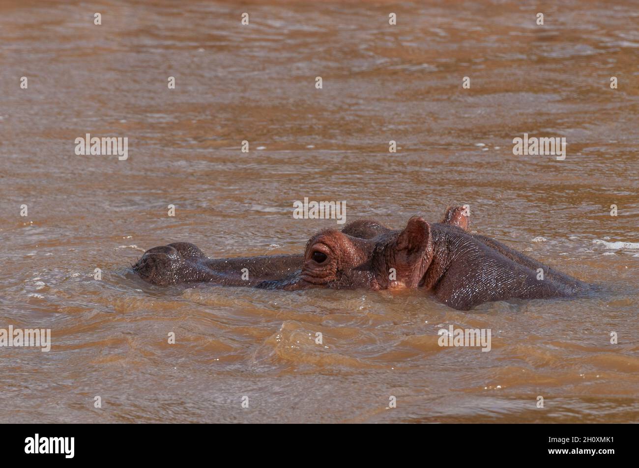 A hippopotamus, Hippopotamus amphibius, mostly submerged in muddy water. Galana River, Tsavo East National Park, Kenya. Stock Photo