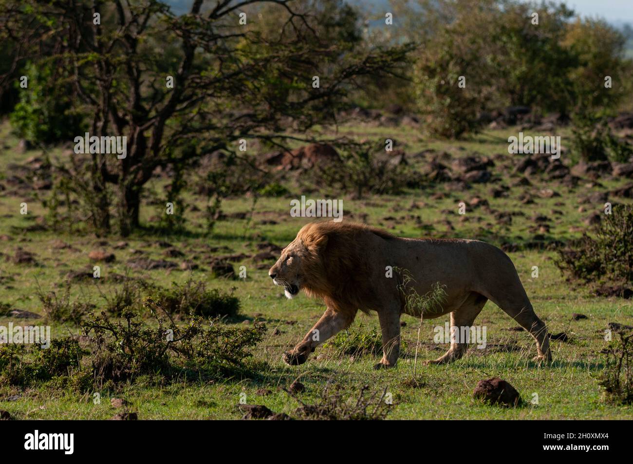 Portrait of a male lion, Panthera leo, walking. Masai Mara National Reserve, Kenya. Stock Photo