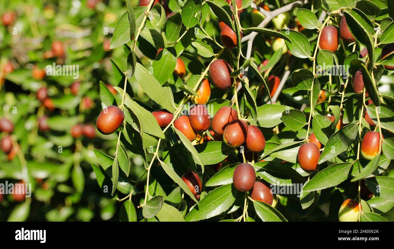 Fruits of jujube. Ziziphus jujuba. Stock Photo
