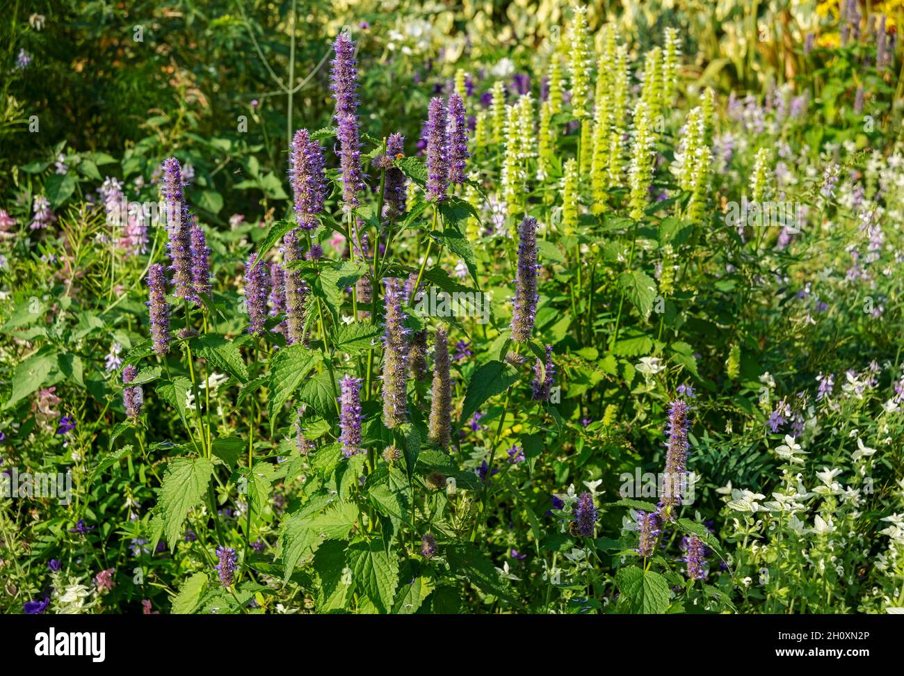 Purple and white giant hyssop agastache plants flowers in summer border England UK United Kingdom GB Great Britain Stock Photo