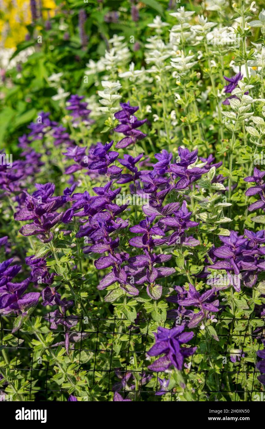 Close up of purple and white salvia horminum flowers in summer England UK United Kingdom GB Great Britain Stock Photo
