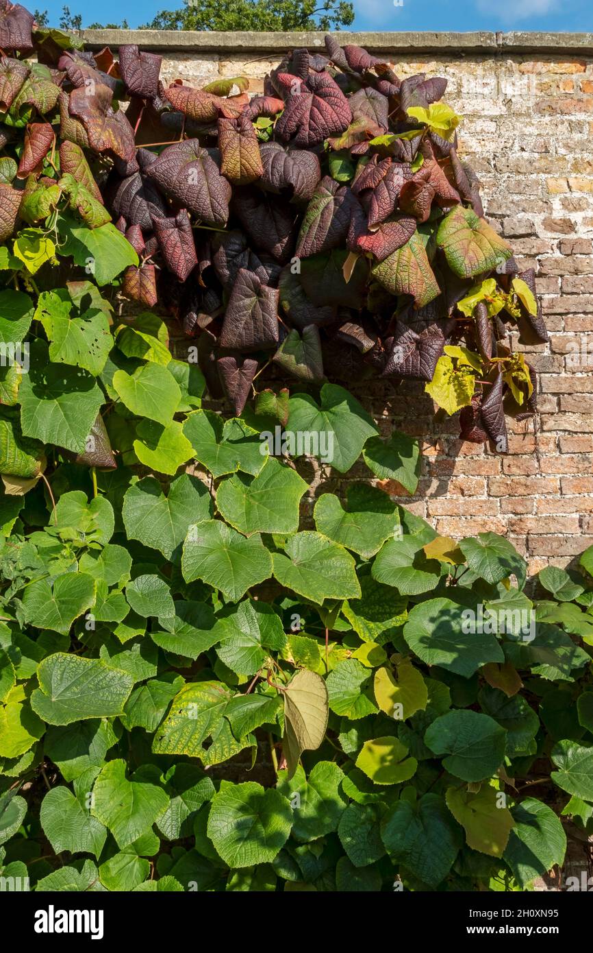 Red and green leaves of ornamental grape vine covering a brick wall in autumn England UK United Kingdom GB Great Britain Stock Photo