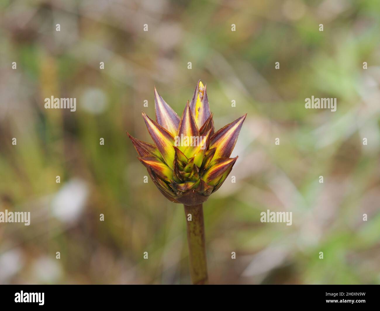 Closeup shot of a capitate sedge plant on a blurred background Stock Photo