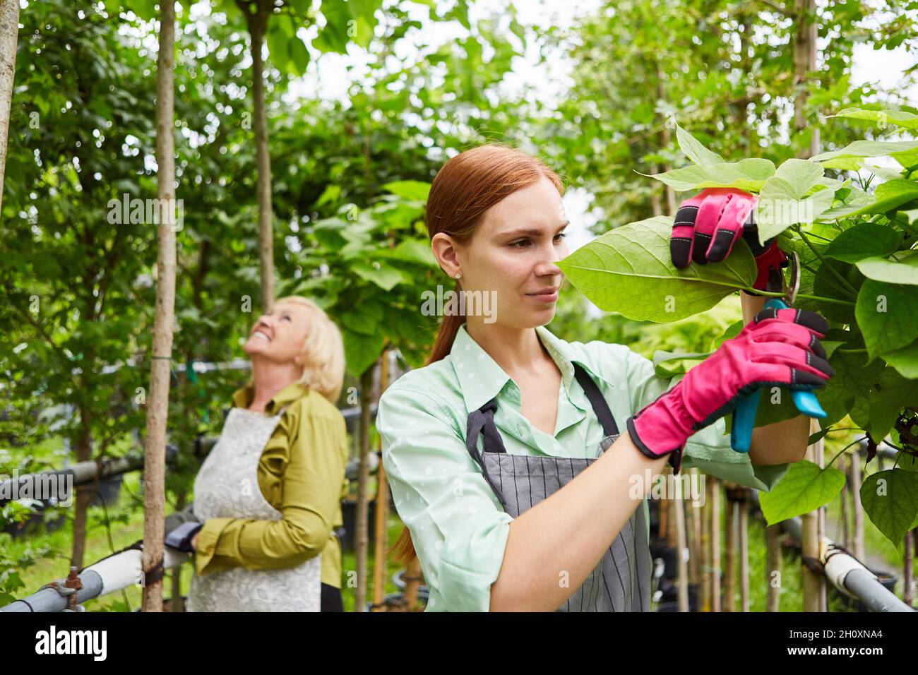 Gardener trainee and colleague taking care of trees and plants in the nursery Stock Photo