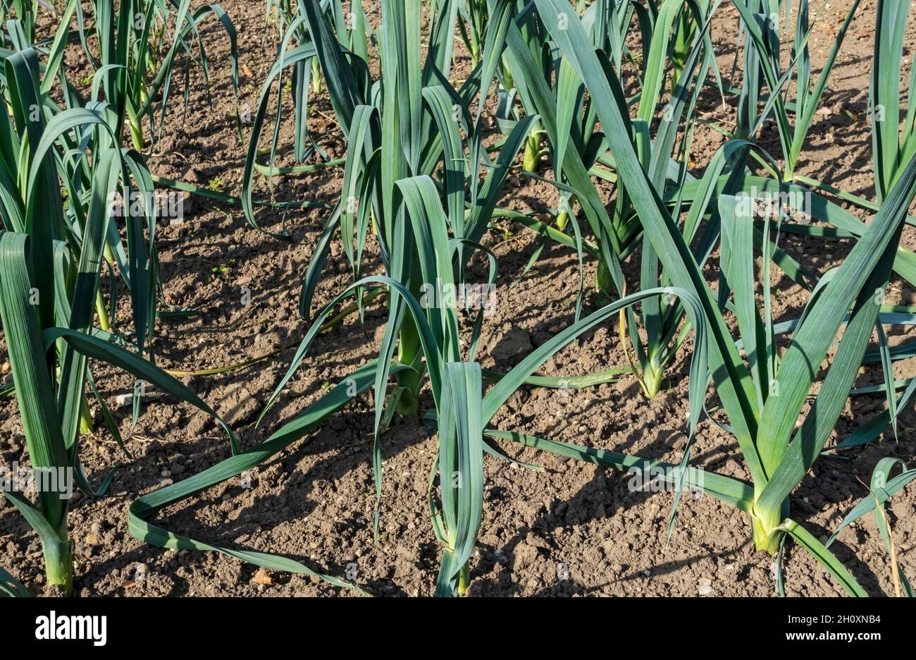 Close up of allium leeks leek plants growing on in a vegetable garden allotment plot in summer England UK United Kingdom GB Great Britain Stock Photo