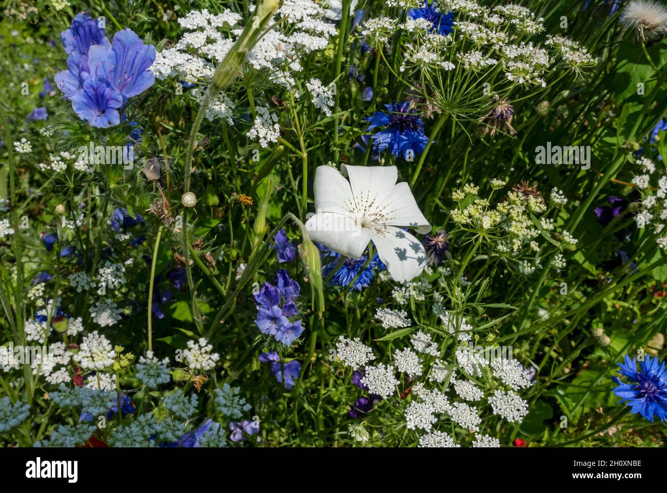 Close up of blue and white wildflowers wild flowers in a garden border