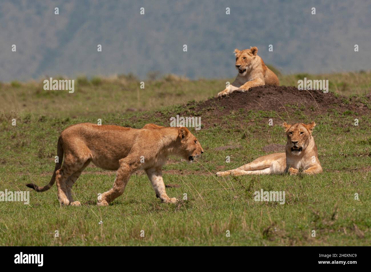 African lionesses, Panthera leo, resting on and around a termite mound. Masai Mara National Reserve, Kenya. Stock Photo
