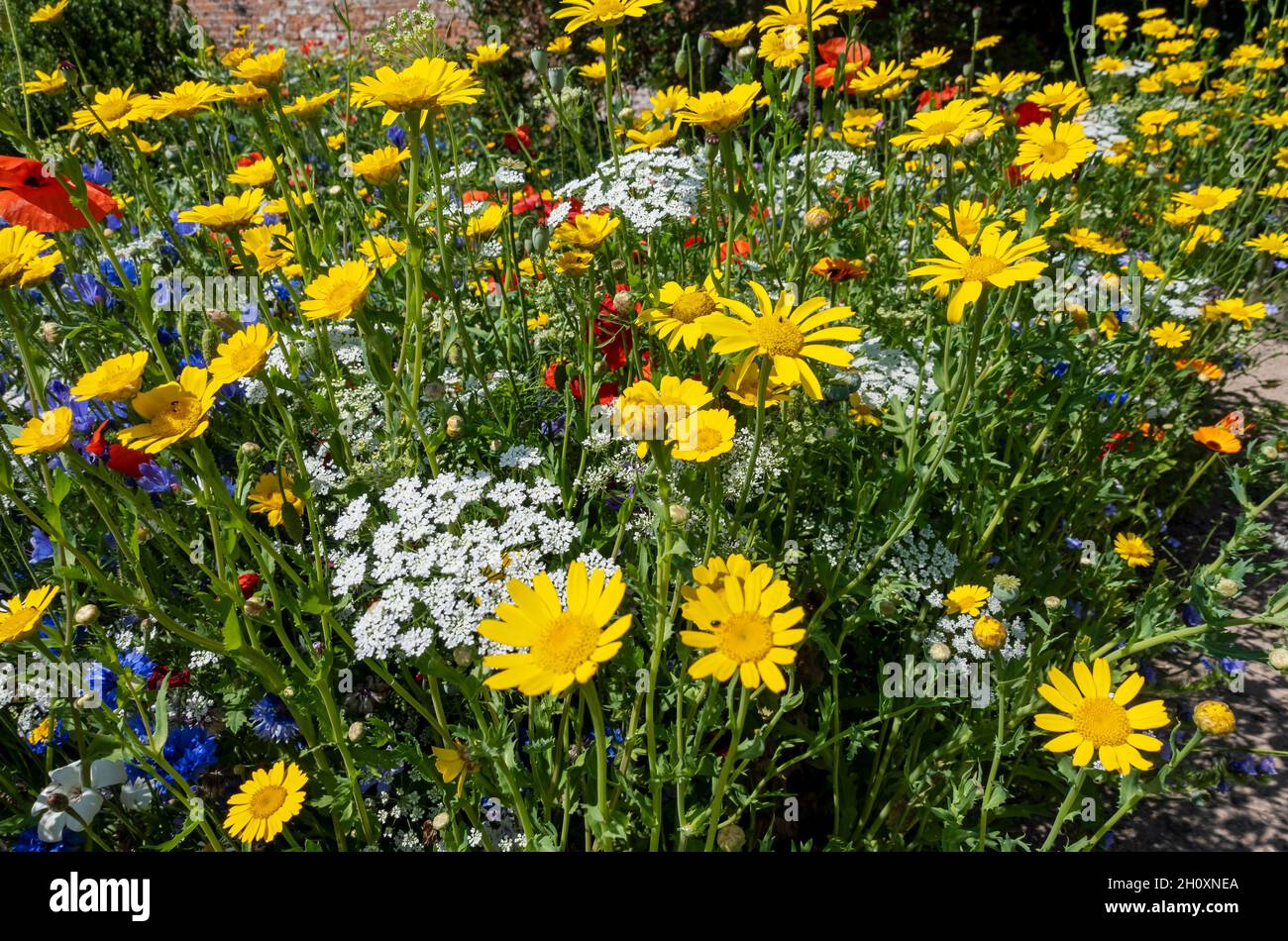Blue yellow summer flower border hi-res stock photography and images ...