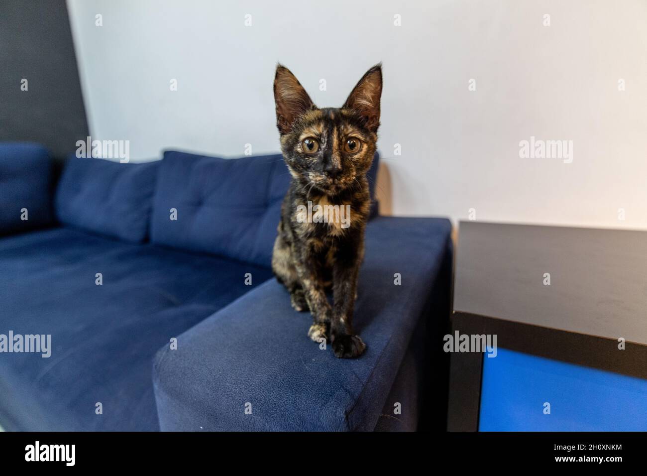 Adorable tortoiseshell cat sitting on a couch Stock Photo - Alamy