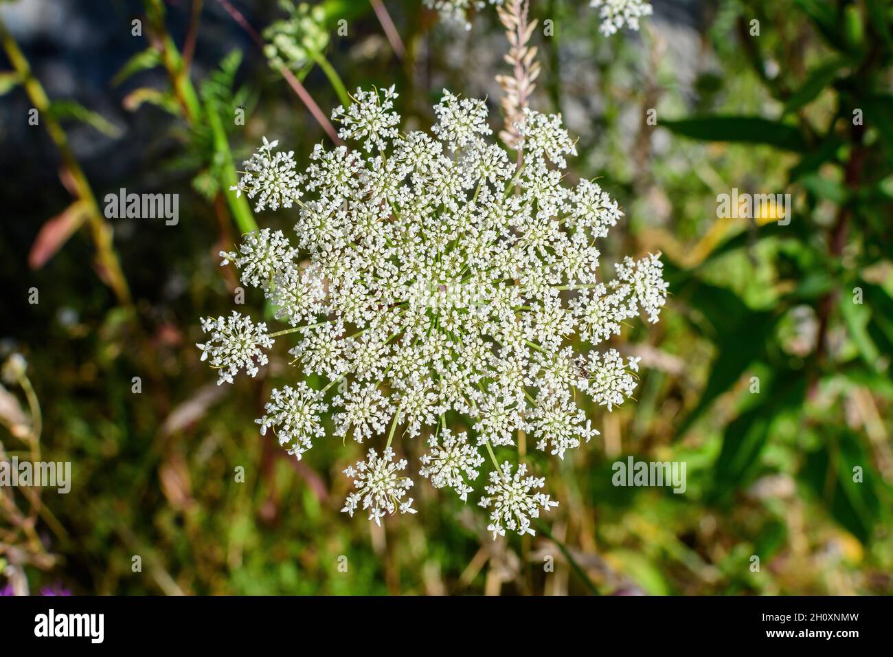 Many delicate white flowers of Anthriscus sylvestris wild perennial plant, commonly known as cow beaked parsley, wild chervil or keck in a forest, out Stock Photo