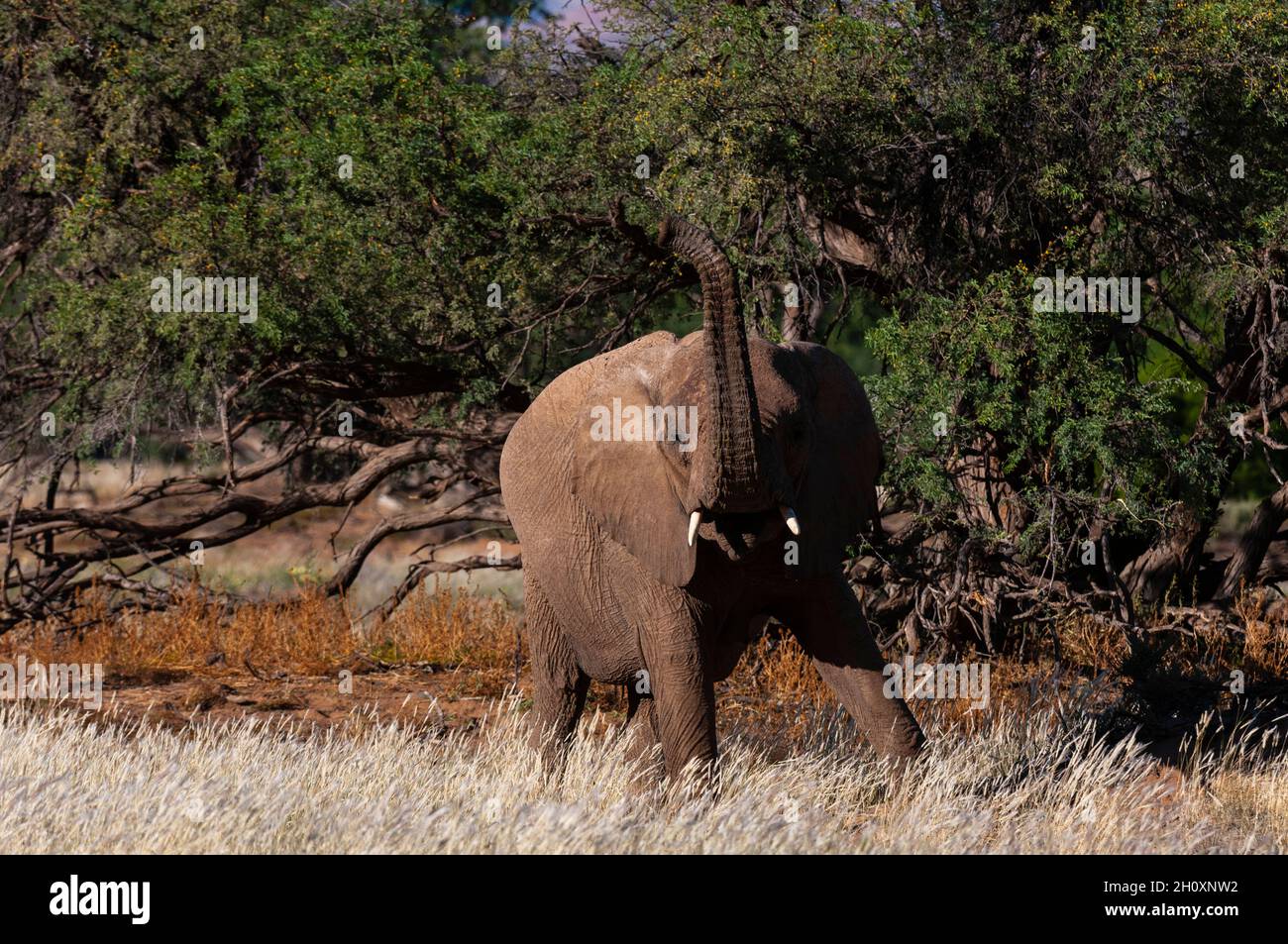 An elephant stands in a grove of trees and raises its trunk. Huab River Valley, Kunene, Namibia