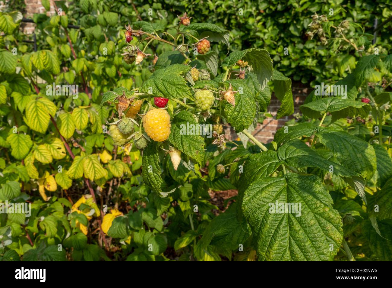 Close up of raspberries raspberry bush plant 'Fall Gold' growing