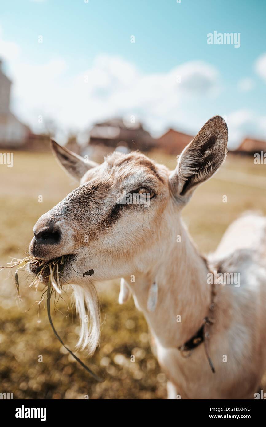 Breeding and selection of large livestock on a farm - a goat and a horse in agriculture are irreplaceable helpers Stock Photo