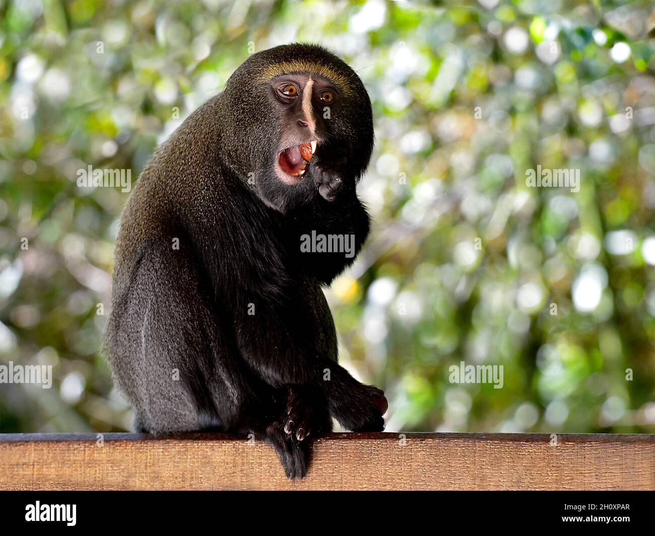 Owl-faced monkey (Cercopithecus hamlyni) eating a fruit Stock Photo