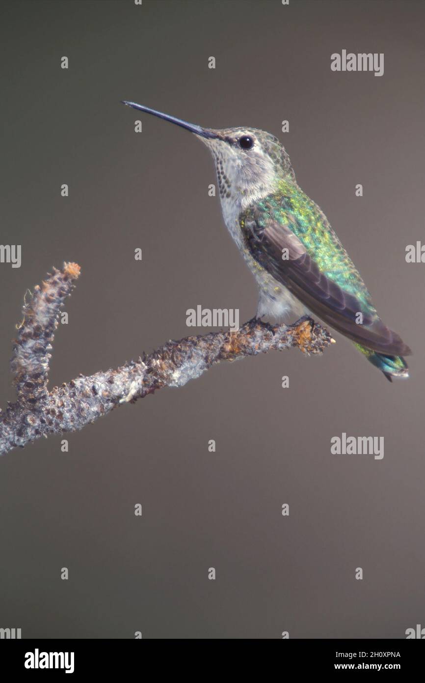 Anna's Hummingbird - Calypte anna - Adult female Stock Photo