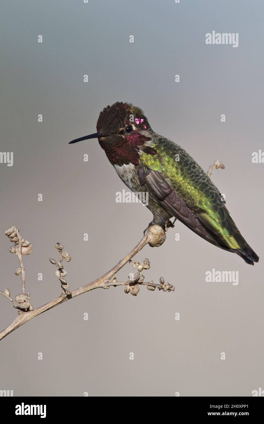 Anna's Hummingbird - Calypte anna - Adult male Stock Photo