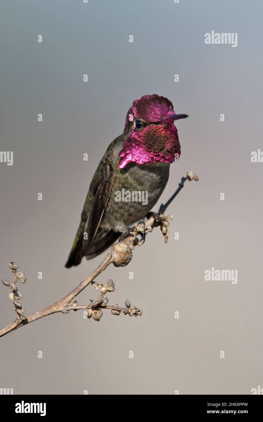 Anna's Hummingbird - Calypte anna - Adult male Stock Photo