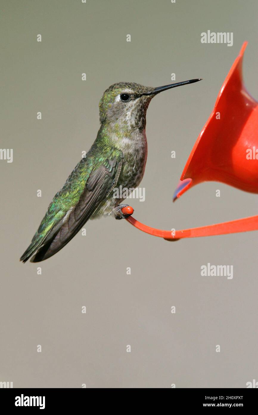 Anna's Hummingbird - Calypte anna - Adult female Stock Photo