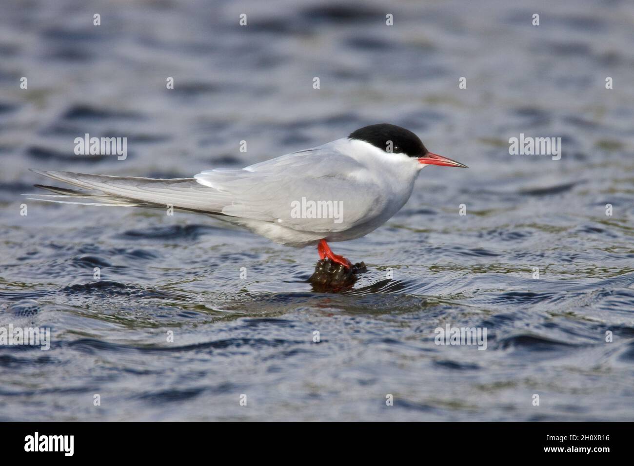 Arctic Tern Sterna paradisaea - Breeding Adult.  L 35cm. Graceful seabird with buoyant flight. Plunge-dives for fish. Sexes are similar. Adult has gre Stock Photo