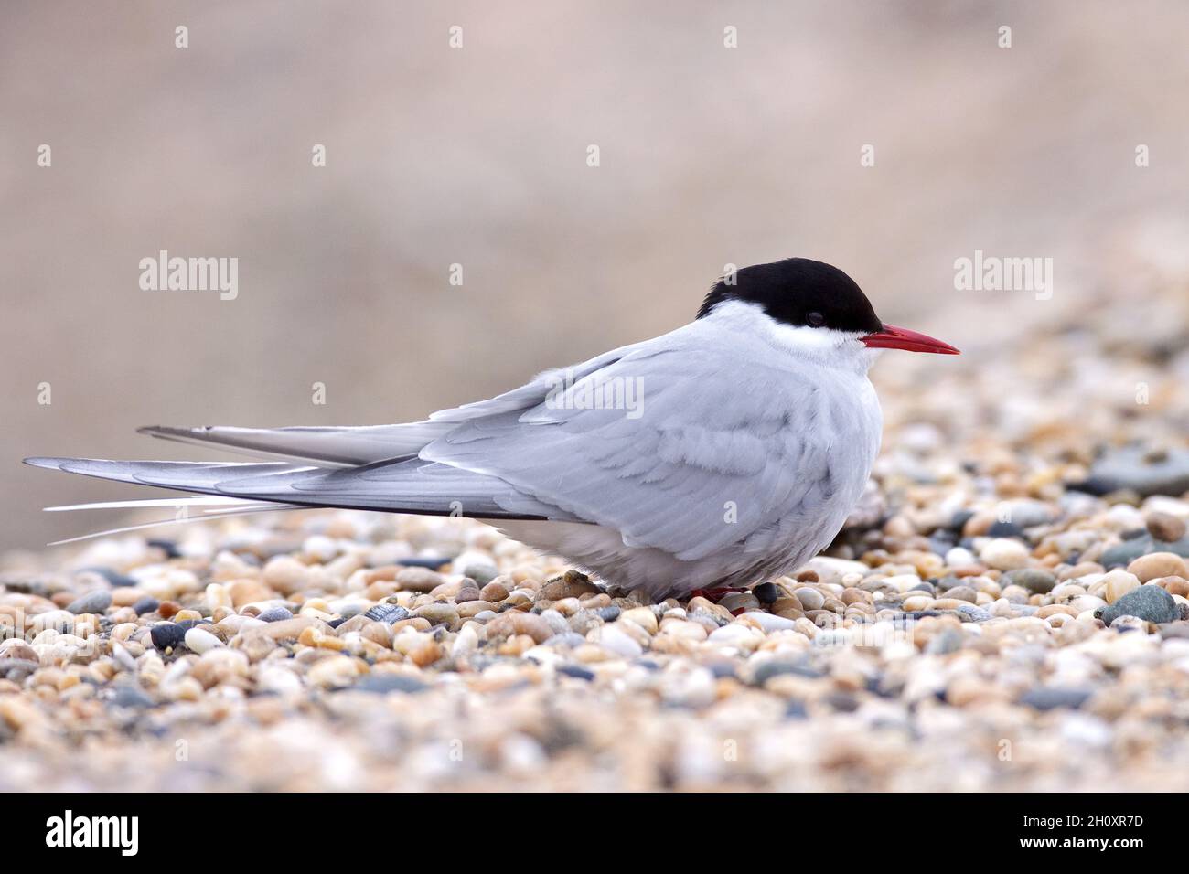 Arctic Tern Sterna paradisaea - Breeding Adult.  L 35cm. Graceful seabird with buoyant flight. Plunge-dives for fish. Sexes are similar. Adult has gre Stock Photo