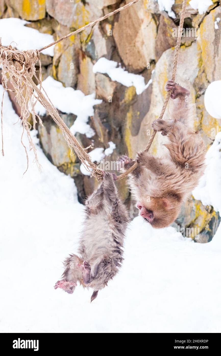Baby monkeys playing on the rope in Jigokudani Monkey Park in Japan Stock Photo