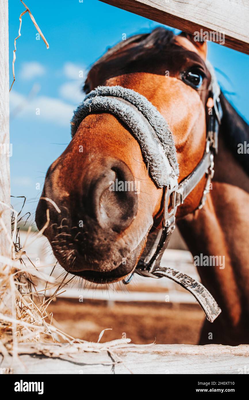 Closeup of a horse head in a stall chewing dry stow feeding and