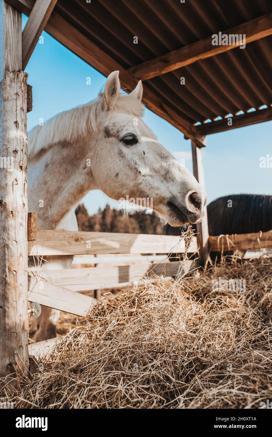 Closeup of a horse head in a stall chewing dry stow feeding and