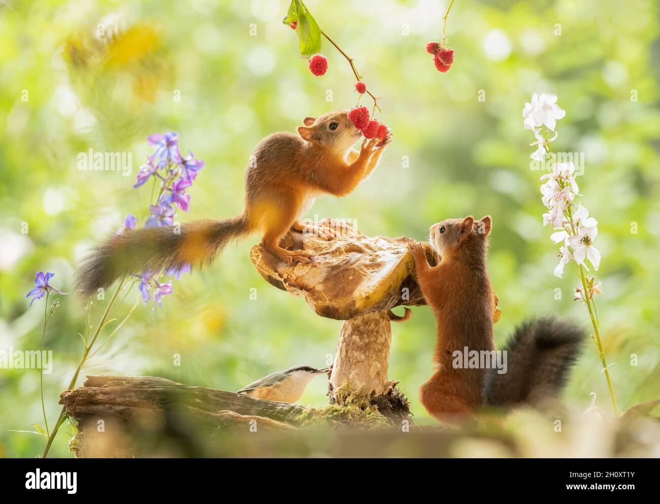 red squirrel and nuthatch are standing on a mushroom eating raspberries
